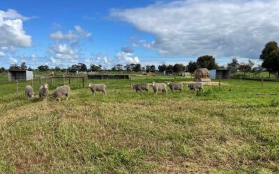 Sheep heat stress – tackling Australia’s $168-million problem