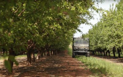 Improving climate resilience by matching irrigation to almond canopy size and water use
