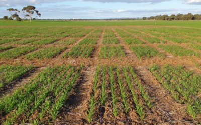 Demonstrating new bread wheat germplasm with potential for improved osmotic adjustment and thus yield under water limited environments