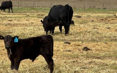 Methane reduction in beef cattle in commercial production systems