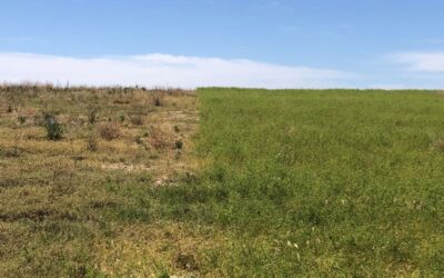 Prosperous pastures – managing your feedbase for dry conditions