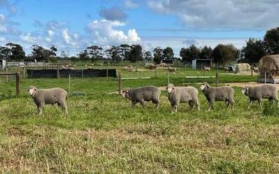 Improving the climate resilience of the Australian sheep industry