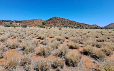 Soil extension Project – Consideration of soil types colonised by Buffel grass in the Alinytjara Wilurara Region