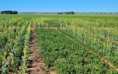 Intercropping in break crops in the Upper North – In-crop decision making and the impacts on profitability and soil function